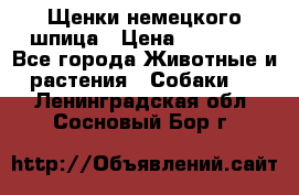 Щенки немецкого шпица › Цена ­ 20 000 - Все города Животные и растения » Собаки   . Ленинградская обл.,Сосновый Бор г.